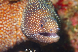 Portret of Gymnothorax meleagris (Turkey moray). (f/8, 1/... by E&e Lp 